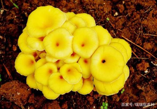 《菌类栽培技术》榆黄菇出菇后的管理,以及子实体病害