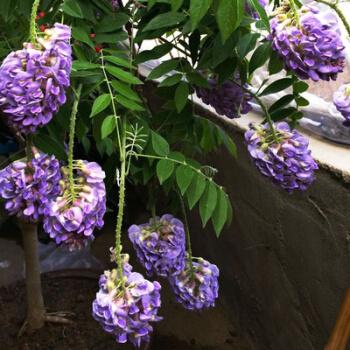 紫藤花树苗爬藤植物攀援花卉庭院围墙四季开花蔓藤紫藤萝花苗盆栽紫