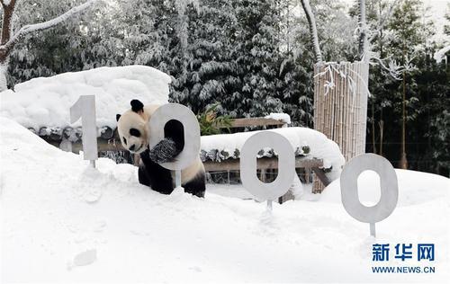 韩国:大熊猫雪地撒欢
