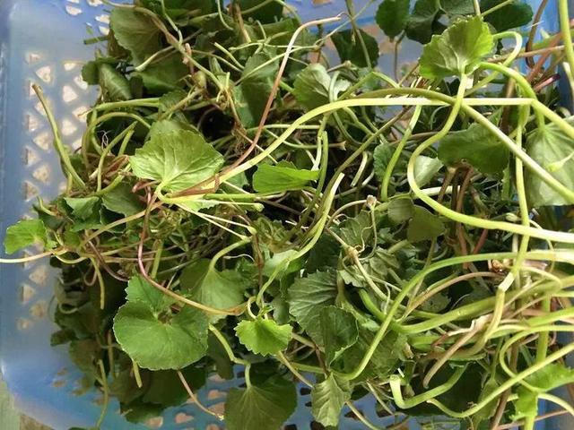 海南的一种野菜——雷公根,味道略带苦涩,具有清热解毒的功效.