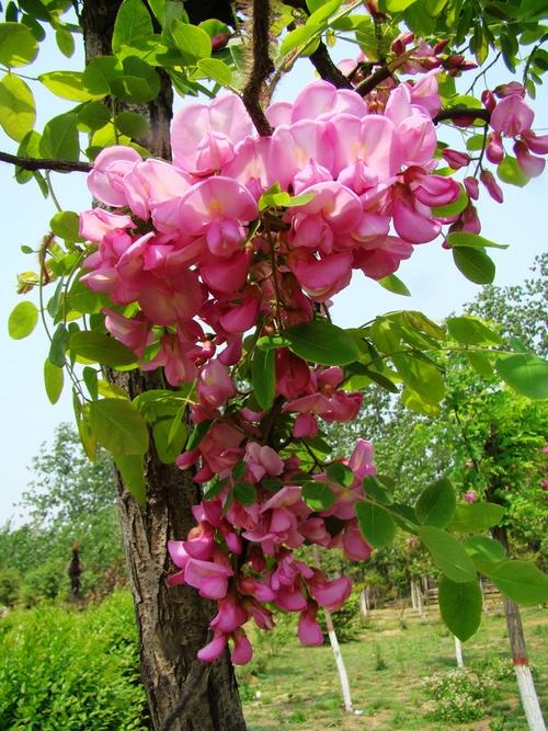 红槐花树图片