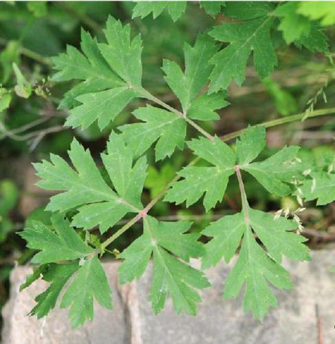 防风是一种什么样的植物