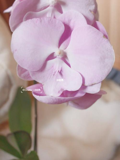 cure flowers | 实生蝶兰_蝴蝶兰_cure怎么样_花序_家居家装_家居装饰