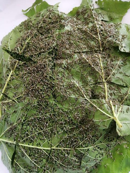 吃了几天桑叶,蚕宝宝第一次睡觉了——头眠.