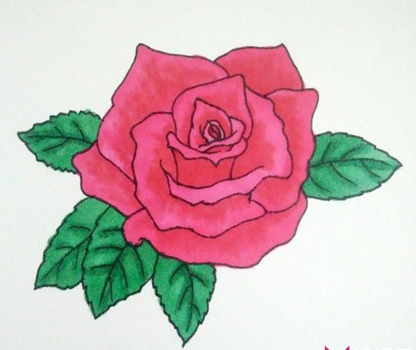 盛开玫瑰花的画法盛开的玫瑰花怎么画