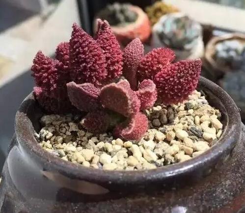 今天给大家介绍一些不是很常见的多肉——水泡,看这名字就知道,它们有