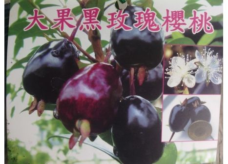 浏览人数: 1249 商品编号: sg140 商品名称: 大果黑玫瑰樱桃