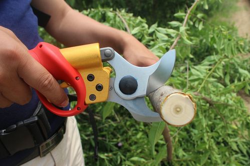 【园林园艺用品工具充电电动剪*果树修枝枝剪子*葡萄