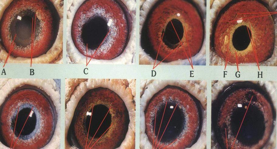 信鸽种鸽眼砂怎样配对会飞的更快_       : 你所提问在鸽