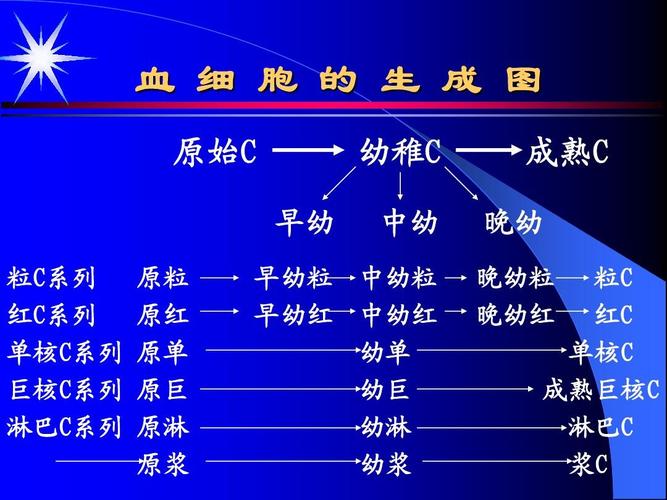 血细胞形态特征ppt
