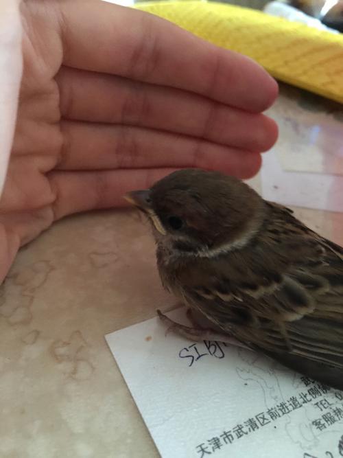 捡到一只未成年麻雀 还不会飞估计从巢上掉下来了 吃什么啊给了小米没