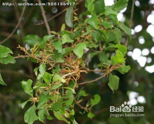 桑寄生的功效与作用