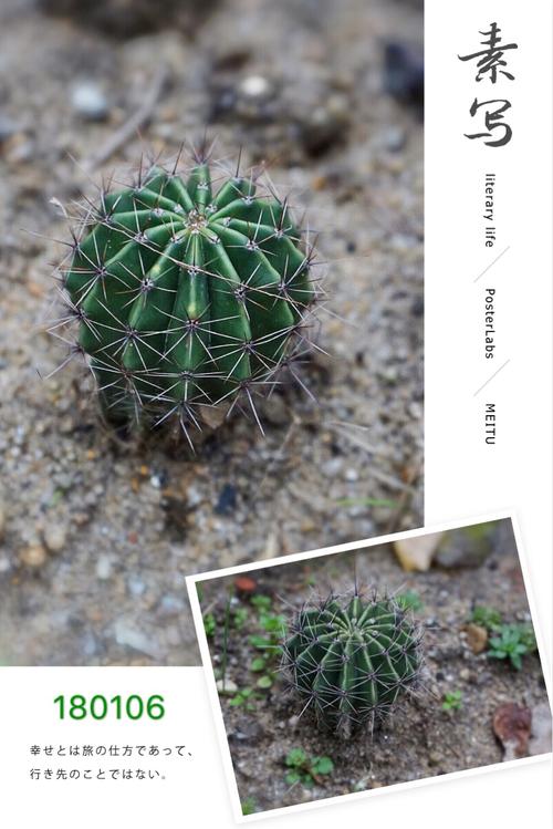 其它 白草仙人球首种初开 写美篇 去年春天,从姐姐家的一盆仙人球上掰