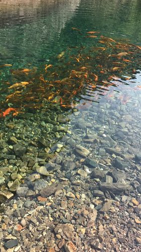 清澈见底的溪水