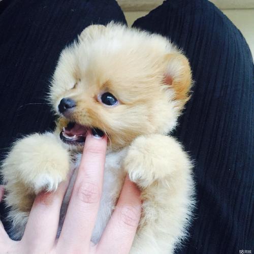 你知道茶杯犬的由来吗?知道真相的你们还会忍心去养它