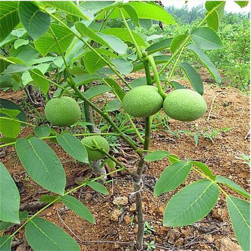 云南楚雄2-3年薄皮核桃树苗有发展前景吗