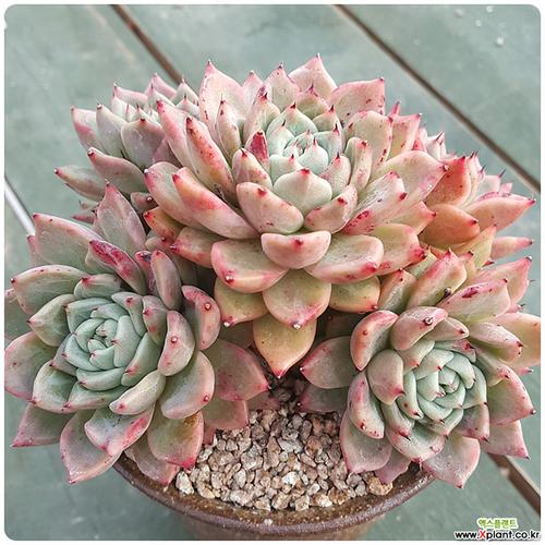 拉霍亚(自然,桩) 多肉植物