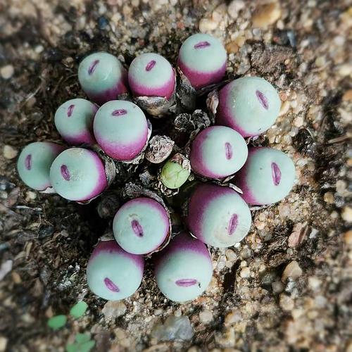 一折多肉植物肉锥小红嘴_口袋多肉 多肉植物番杏肉锥多肉稀有超美小红