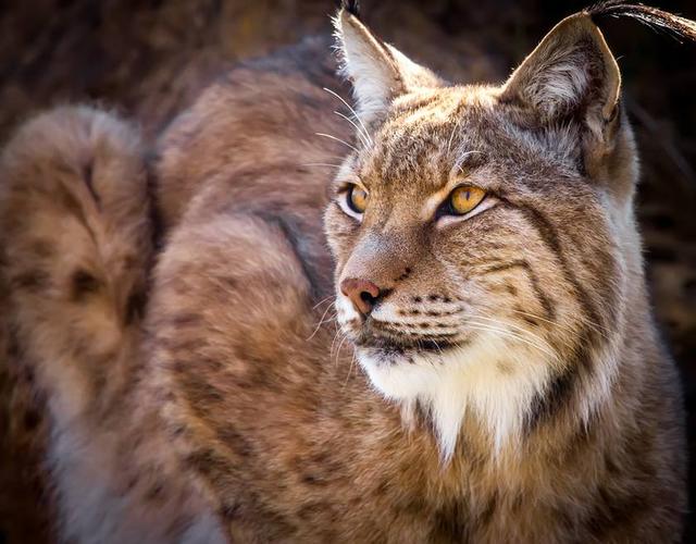 the iberian lynx