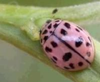 十四星瓢虫图片及十四星瓢虫种类