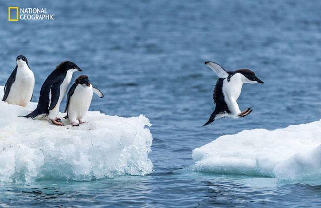 [转载]《国家地理》杂志自然摄影赛作品抢先看
