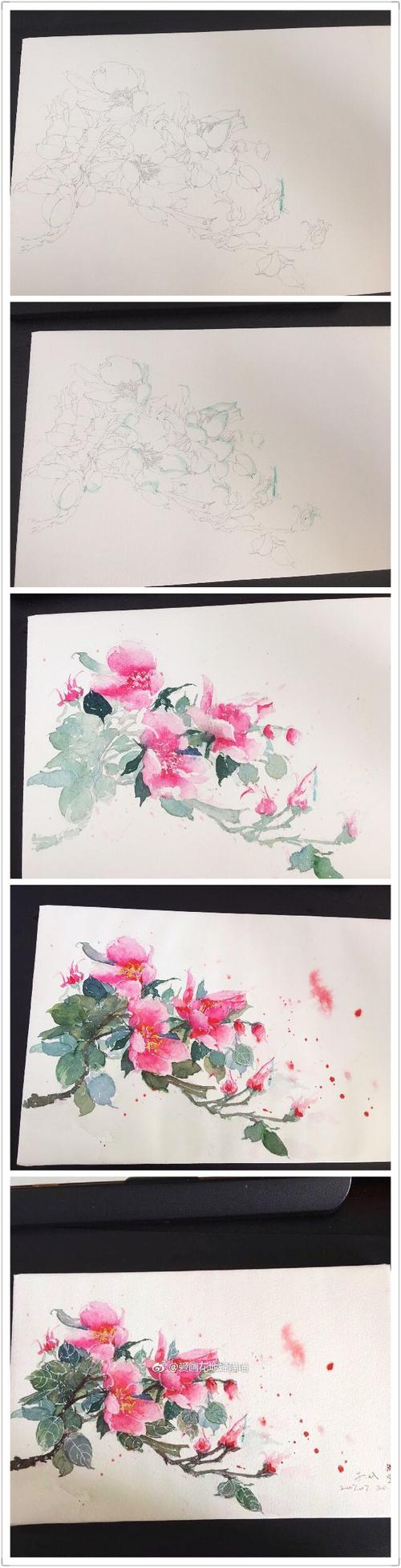 水彩花卉 海棠花绘画过程 教程