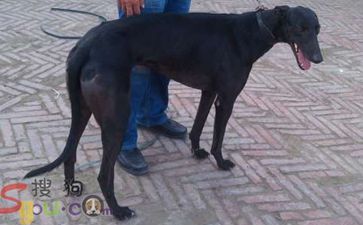 格力犬中英文血统查询