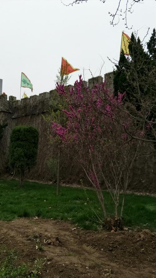 河北省沧州市吴桥县桑园镇大第九村卫生室天气预报