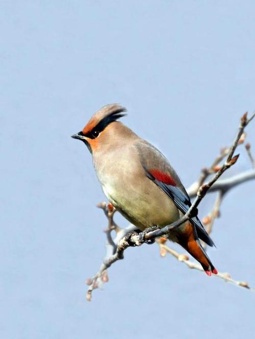 小太平鸟 (动物)