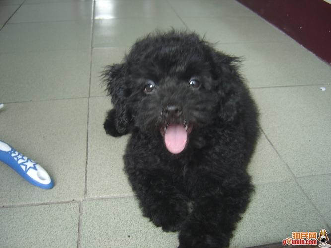 谁能告诉我这是什么狗啊,黑色的 卷毛