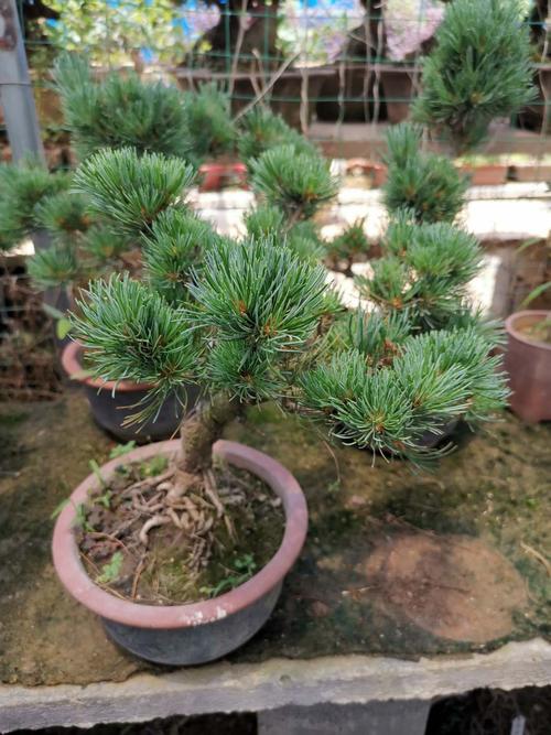 五针松小苗正宗嫁接五针松短针五针松日本宫岛大阪五针松盆景树苗