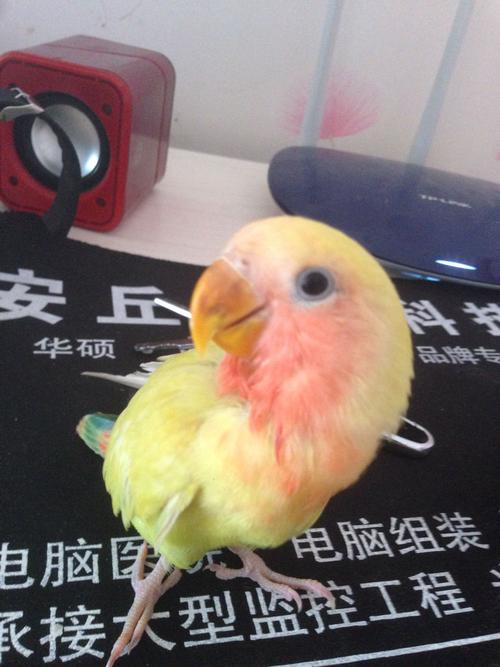 牡丹鹦鹉的眼怎么了!肿了 发红 不活泼了 直叫 高悬尚