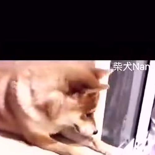 柴犬玩平板打老鼠,都使出它的无影爪了,求平板心理阴影面积