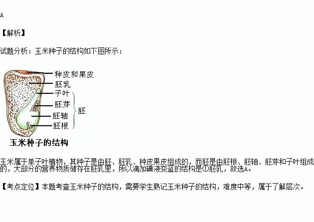 右图为玉米种子纵切示意图,滴加碘液变蓝的结构是( )