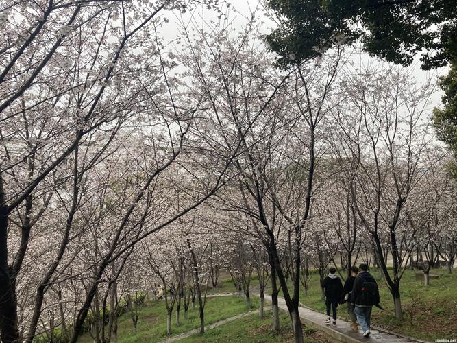 组图武昌理工学院千株樱花进入盛花期