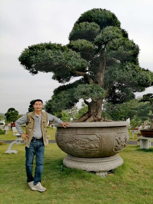 盆景之乡——瑞岭村(首届盆景节)