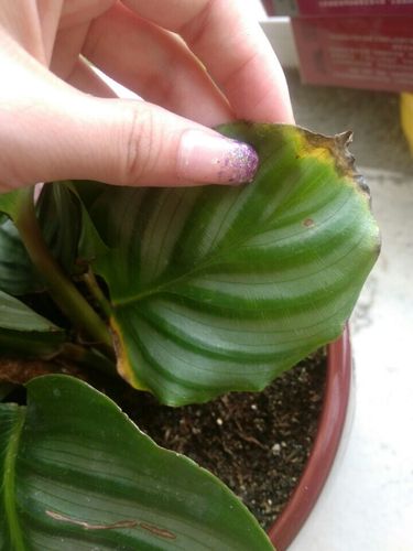 青苹果竹芋病了,怎么办,紧急求助不希望它死了.有图