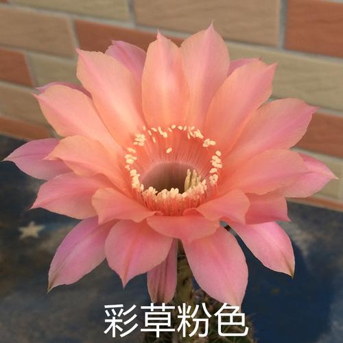 热销仙人柱_大花彩草红花或者粉花仙人掌盆栽仙人柱