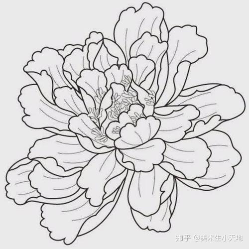 干货| 速写· 牡丹花#美术#速写