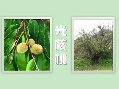 光核桃