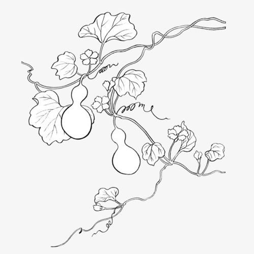 手绘葫芦瓜藤线稿图