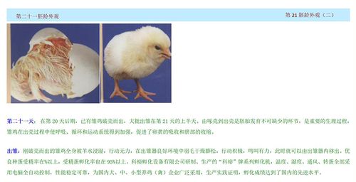 照蛋器手电筒验蛋孵蛋孵化机器专用照蛋灯种蛋检查可