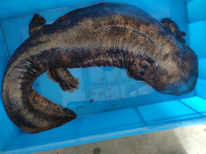 广西家养娃娃鱼养殖电话