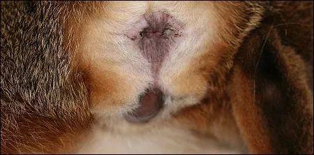 母猫羊水破裂,粘液排出.