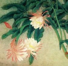昙花