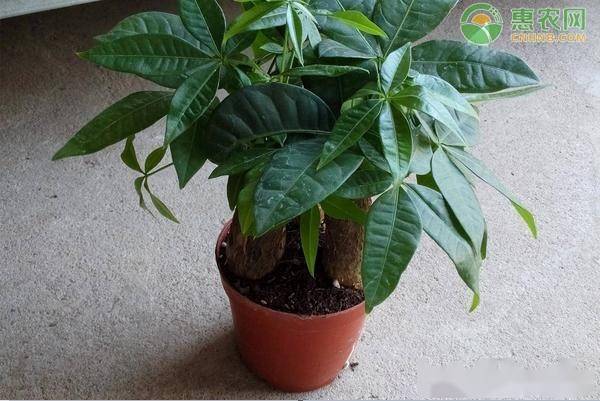 招财树的修剪方法
