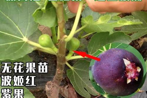 波姬红无花果苗 8.0/棵  南北方种植波姬红无花果树苗