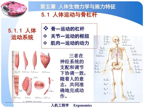 骨科人体生物力学与施力特征 详解.ppt
