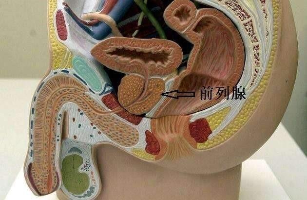 大泥鳅塞进肛门,能治前列腺增生?医生:万万使不得