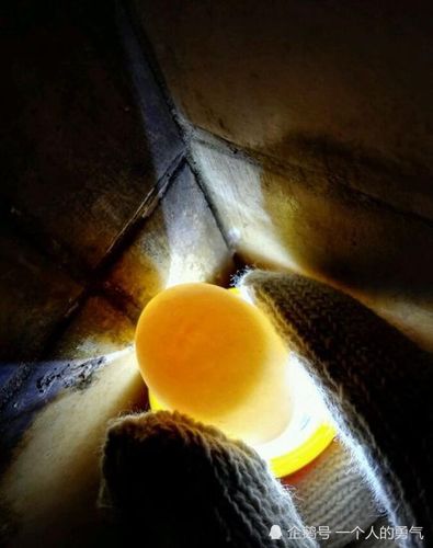 鸽子受精蛋,1-17天孵蛋变化图解,干货来袭新手可做照